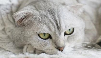 开云体育娱乐-比赛中的心理调节术：抗压能力提升指南，比赛心理调节方法